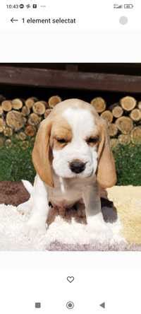 beagle olx|beagle de vanzare ' Anunturi ' OLX.ro.